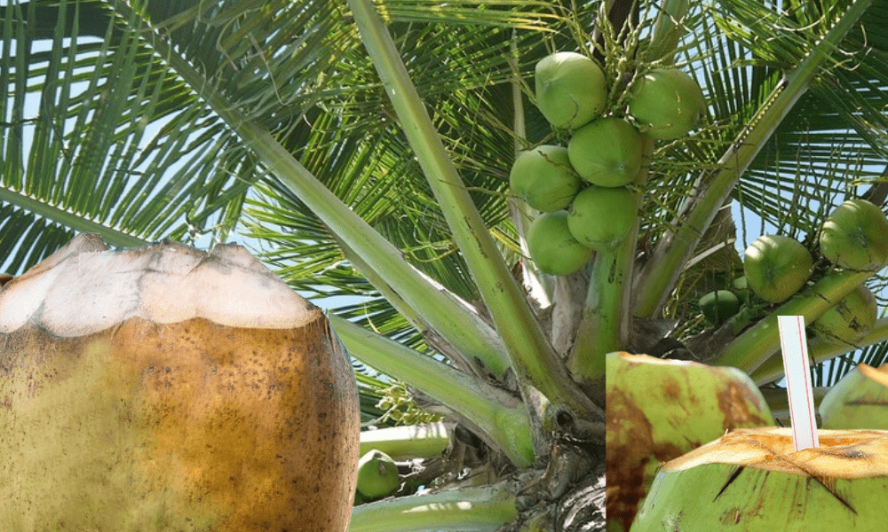 cocunut-water